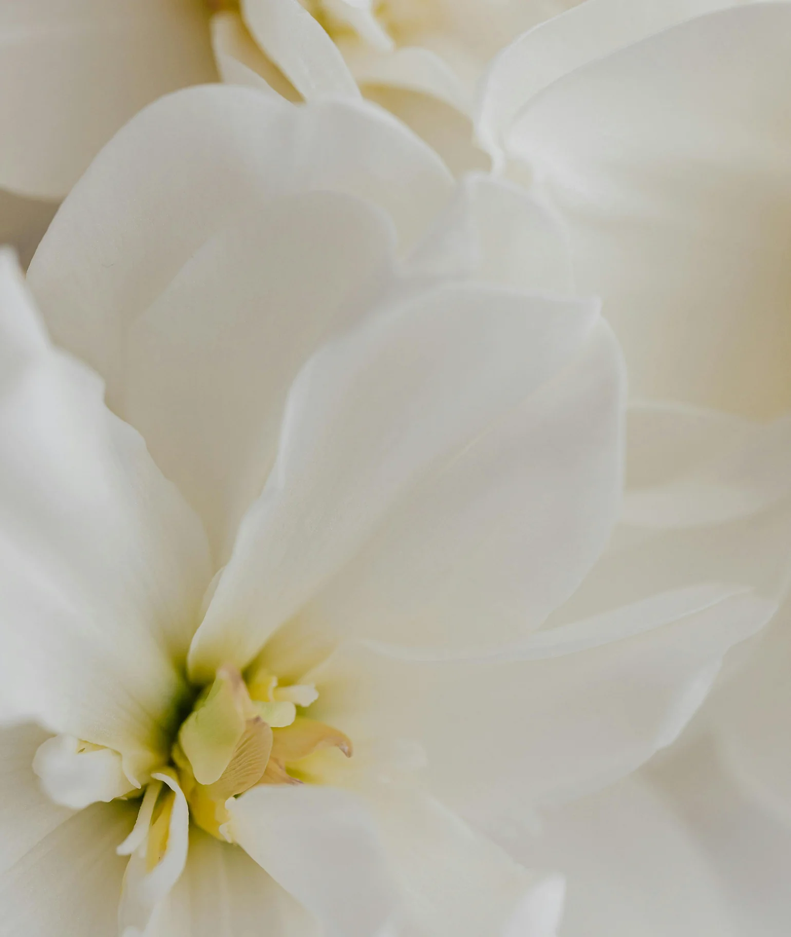 Fleur de Blonde Eau de Parfum - Image 11